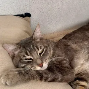 pet-sitter sur toulouse chien/chat