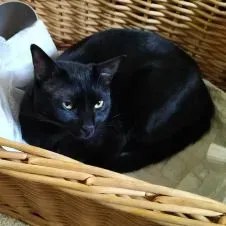 Pet-sitter, maman parfaite pour vos bébés poilus