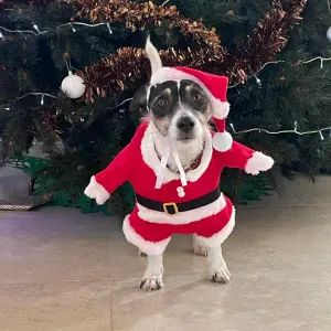 Offre d'emploi pour un(e) femme de ménage àSarlat-La-Ca...