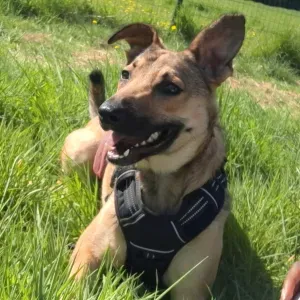 Petsitting & Promenades De Chiens - FLANDRE ORIENTALE