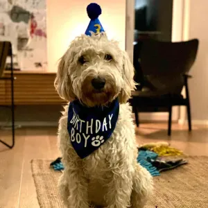 Offre d'emploi pour un(e) petsitter à Bourglinster