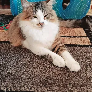 Pet Sitter Verona, disponibilità garantita 