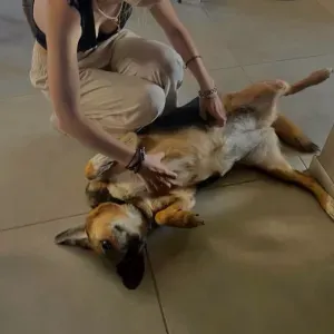 Pet-sitter saint Paul trois châteaux 