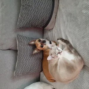 Recherche petsitter sérieuse et de confiance 