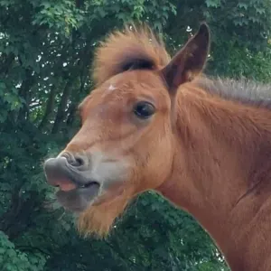 Emploi de Petsitter Chastre