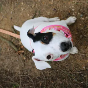 dog walker seixal