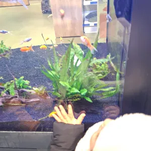 Garde d'enfants a fresnes 94260