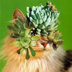 Buscamos ayuda doméstica en Madrid. 3 veces x semana