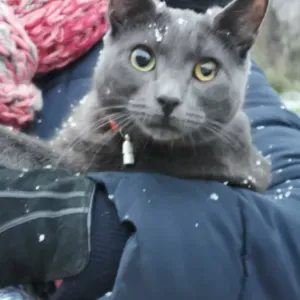 Gardiennage d'animaux à Limoges et alentours