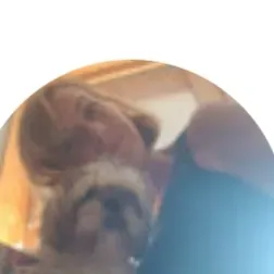 Garde chien à Quesnoy-sur-Deûle 😊