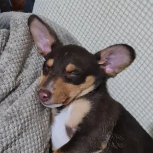 Dog/Cat sitter no Porto!!! 