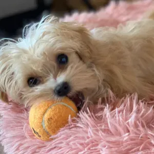 Je recherche une femme de ménage 