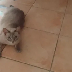 Addetta alle pulizie zona motta visconti