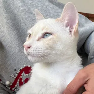 Cuidador de gato Dos Hermanas