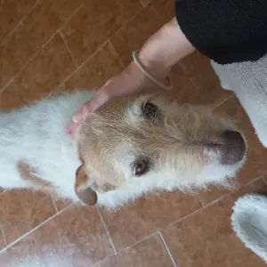 A LA RECHERCHE D'UN PET SITTER