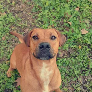 Garde de chiens sérieuse, attentionnée et pleine d'affection