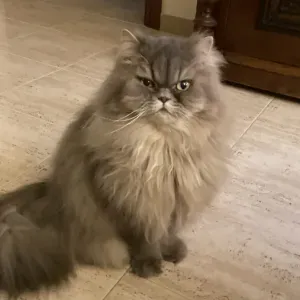 Cuidado,de una gata persa