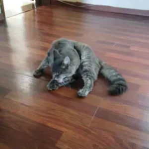 Cat-sitter à Paris chez moi ou chez vous