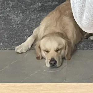 Poste pour un(e) dog-sitter - Petsitter à Chassieu