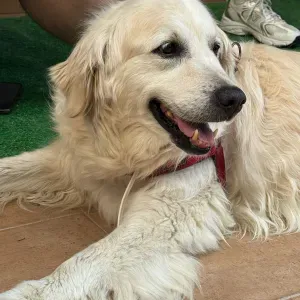 Procuro um petsitter perto de mim