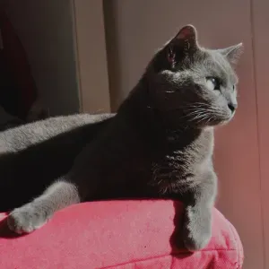 Pet sitter à Paris pour les chats 