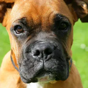 Pet Sitter A domicile ou chez vous !