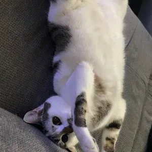 Pet-Sitter à Villemomble, ou encore plein d'autre villes !