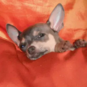 PET-SITTING à  Nice Semaine et Week end