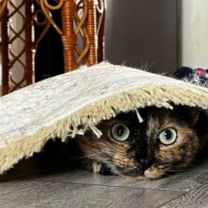 Garde d'enfant occasionnelle