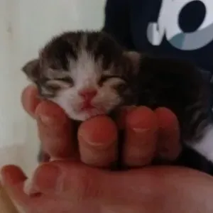 Pet-sitter dans le département du 77