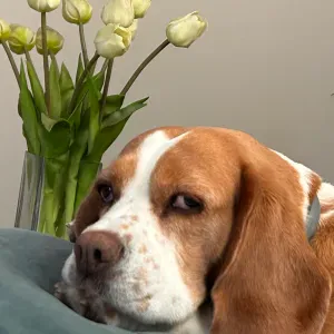 PET SITTER