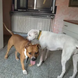 Cerco pulizie vicino a me
