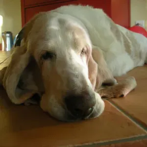 Recherche aide ménagère