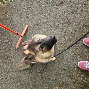 Pet-sitter a dirac et alentours 