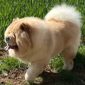 garde chowchow