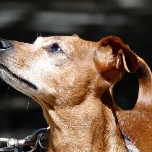 CERCASI DOMESTICA REFERENZIATA AMANTE ANIMALI