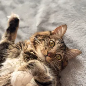 Procuro cuidador/a para o meu gato