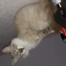 Catsitter avec ACACED chat 