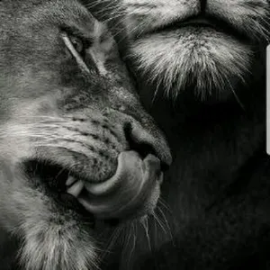 Recherche femme de ménage