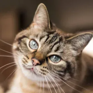 Garde d'enfant + trajet école domicile