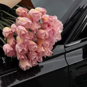 Assistenza anziani/dama di compagnia. 