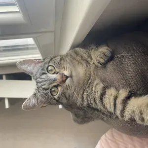 Visites à mon domicile pour Kira 