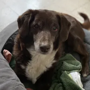 Garde pour Kyro 15 1/2 ans, chien vraiment adorable