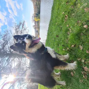 Pet sitter en moselle !!🐕❤️🐾