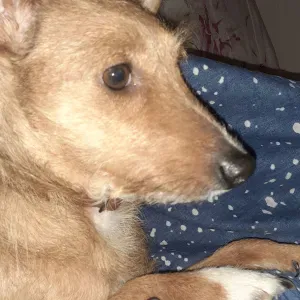 Poste pour un(e) dog-sitter - Petsitter à Le Puy-en-Velay