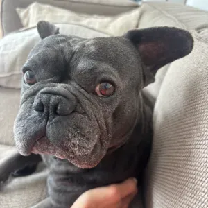 Poste pour un(e) dog-sitter - Petsitter à Nantes