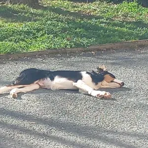 Offre d'emploi pour un(e) petsitter à Saint-Paul-Cap-De-...