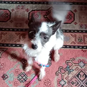 Garde petite chienne