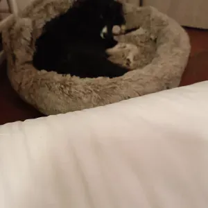 A la recherche d' une nounou pour mon chien 