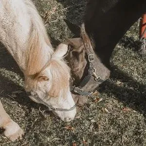 Pet-Sitter a Reims dans la Marne